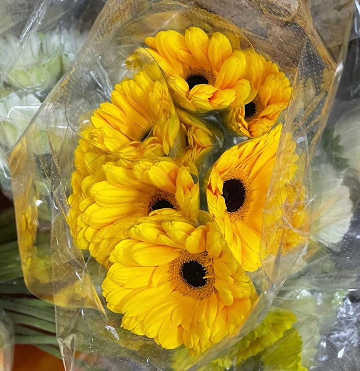 Yellow Gerbera