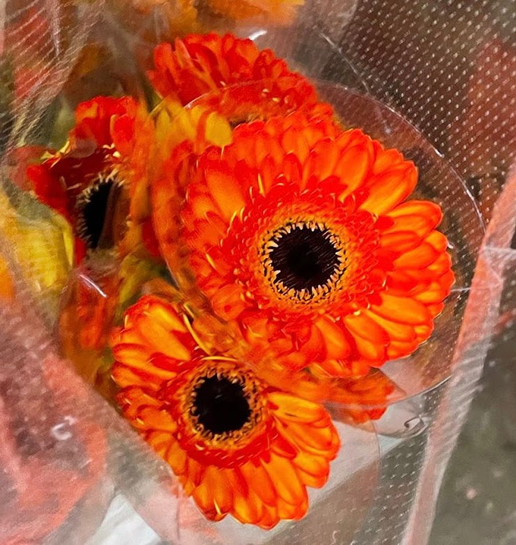 Orange Gerbera