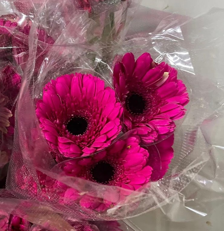 Shocking Pink Gerbera