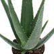 Edwin's Aloe Vera Online Shop Home