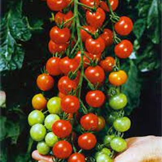 SuperSweet 100 Cherry Tomato