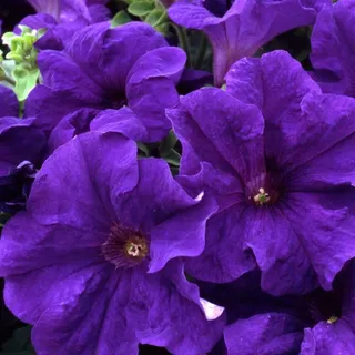 Petunia Wave (purple) Hanging Basket (10 Inch)