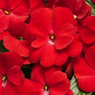 New Guinea Impatiens (red)