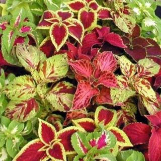 Coleus (mix)