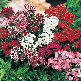 Dianthus (mix)