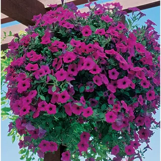 Petunia Wave (pink) Hanging Basket (10 Inch)