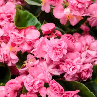 Begonias (pink) Hanging Basket (10 inch)