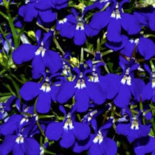 Lobelia (blue)