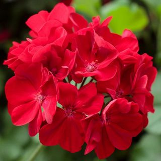 Geranium (red)