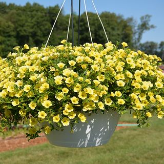 Petunia Million Bells (yellow) Hanging Basket (10 inch)