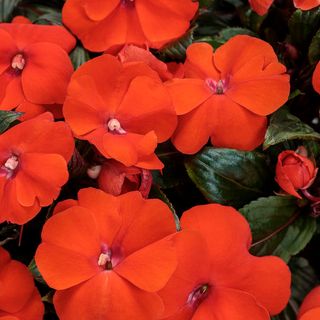 New Guinea Impatiens (orange) Hanging Basket (10 inch)