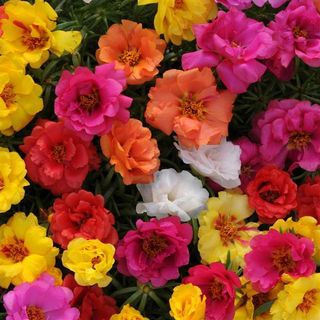 Portulaca (mix) Hanging Basket (10 inch)