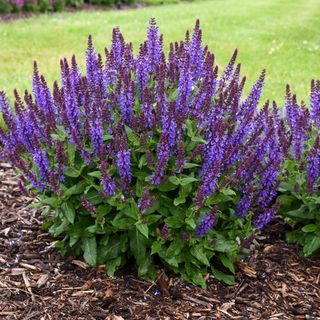 Salvia (purple)