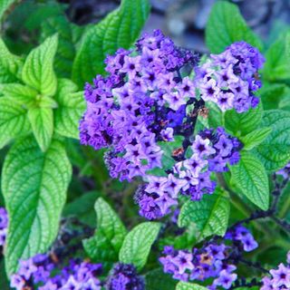 Heliotrope (purple)