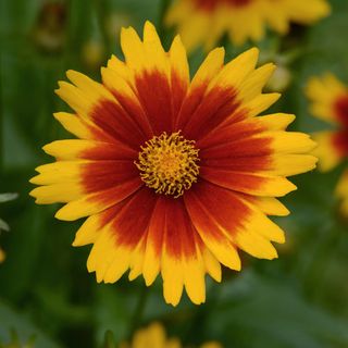 Coreopsis