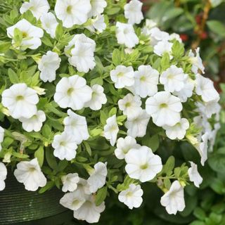 Petunia Million Bells (white) Hanging Basket (10 inch)