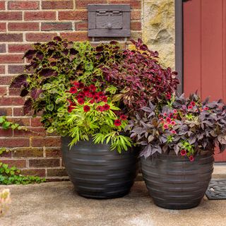 Terracotta Patio Planter with Assorted Plants (12 inch)