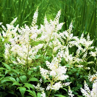 Astilbe (white)