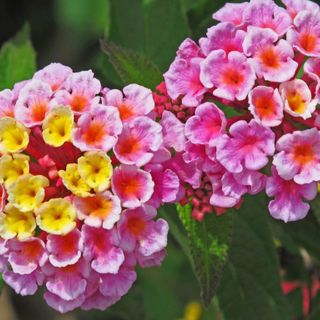 Lantana (mix) Hanging Basket (10 Inch)