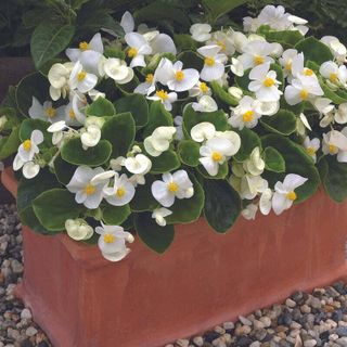 Begonias (white) Hanging Basket (10 inch)