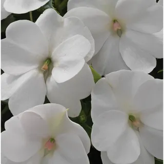 New Guinea Impatiens (white)