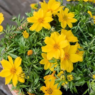 Bidens (yellow)