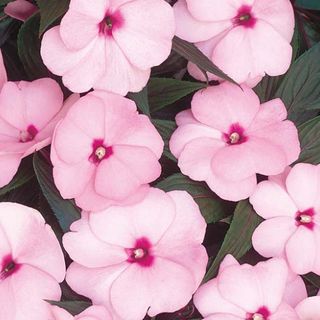 New Guinea Impatiens (pink) Hanging Basket (10 inch)