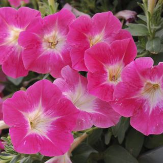 Petunias (pink)