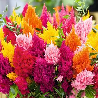 Celosia (mix)