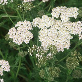 Yarrow