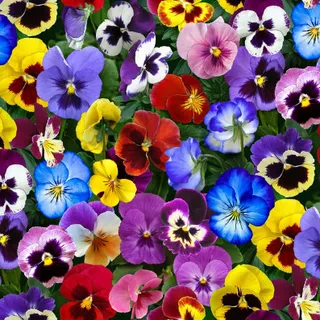 Pansy (mix)