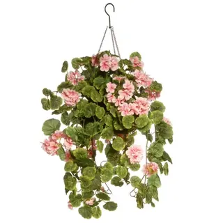 Ivy Geranium (pink) Hanging Basket (10 Inch)