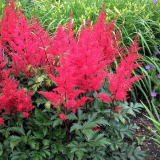 Astilbe (red)