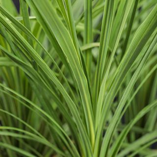 Dracaena (green spike)