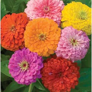 Zinnias (mix)