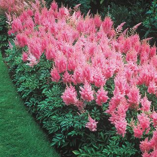 Astilbe (pink)