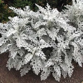 Dusty Miller