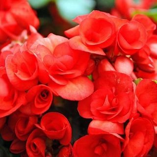 Begonias (red) Hanging Basket (10 inch)