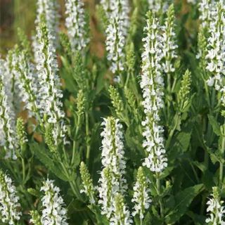 Salvia (white)