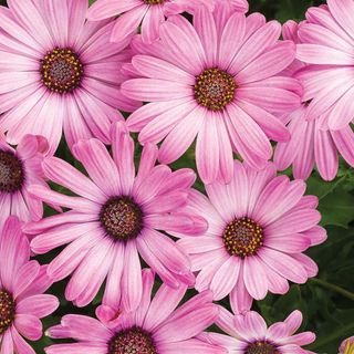 Sunscape Daisy (pink)