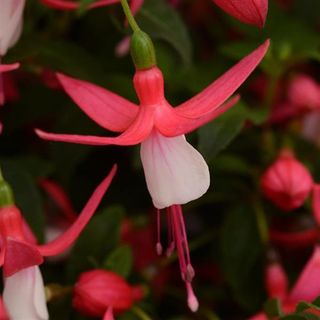 Fuchsia (white & red) Hanging Basket (10 inch)