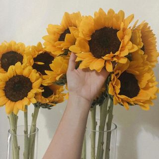 SUNFLOWERS