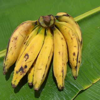 Plantain