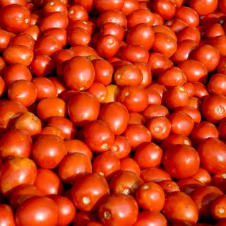 Tomatoes