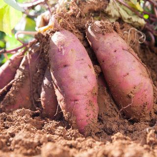 Sweet Potatoes (Yellow)