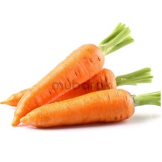 Carrot 