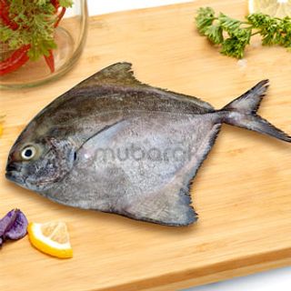 Black Pomfret  