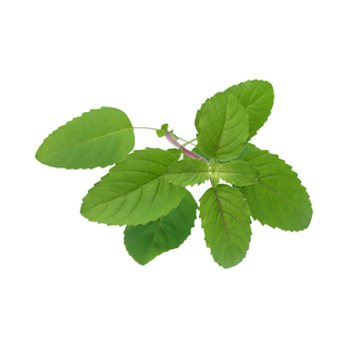 पुदीना (Mint leaves)