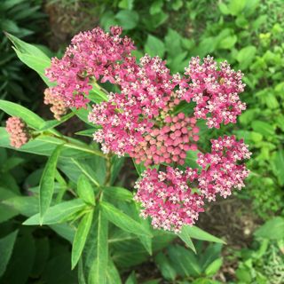 Swamp Milkweed