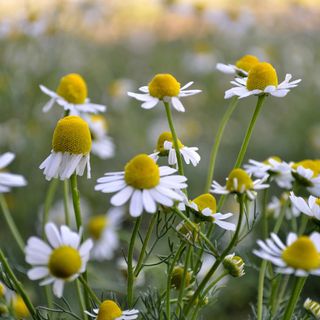 Roman Chamomile